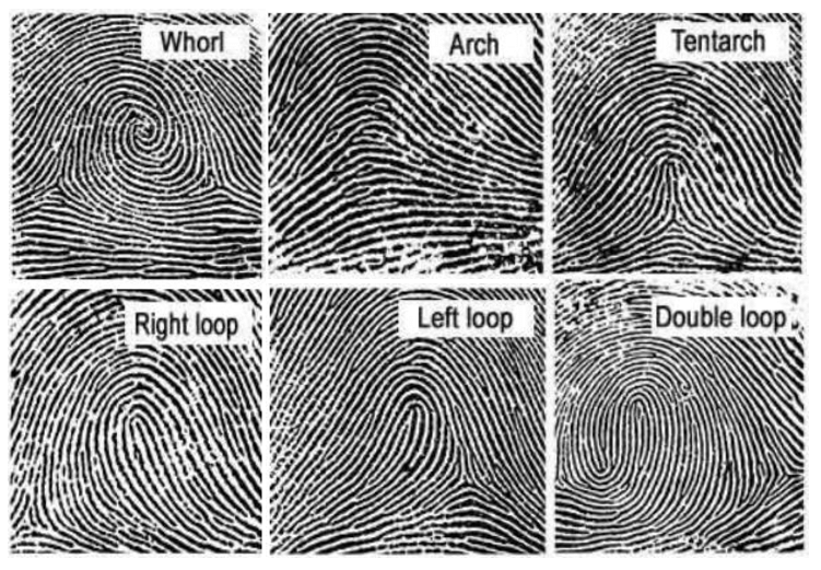 A Complete Guide To Fingerprint Analysis A Complete Guide To Fingerprint Analysis